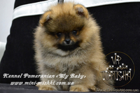 Эксклюзивные щенки померанского шпица редких окрасов VIP-Classa! - <ro>Изображение</ro><ru>Изображение</ru> #3, <ru>Объявление</ru> #1104252