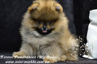 Эксклюзивные щенки померанского шпица редких окрасов VIP-Classa! - <ro>Изображение</ro><ru>Изображение</ru> #1, <ru>Объявление</ru> #1104252
