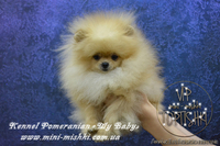 Эксклюзивные щенки померанского шпица редких окрасов VIP-Classa! - <ro>Изображение</ro><ru>Изображение</ru> #7, <ru>Объявление</ru> #1104252