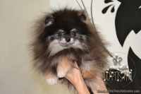 Эксклюзивные щенки карликового померанского шпица Тип-Мишки VIP-Classa - <ro>Изображение</ro><ru>Изображение</ru> #7, <ru>Объявление</ru> #1109542