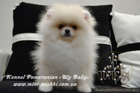 Эксклюзивные щенки померанского шпица редких окрасов VIP-Classa! - <ro>Изображение</ro><ru>Изображение</ru> #9, <ru>Объявление</ru> #1104252