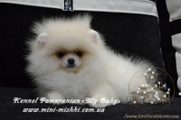 Шикарнейшие мини-щенки карликового померанского шпица SHOW-Classa!!! - <ro>Изображение</ro><ru>Изображение</ru> #3, <ru>Объявление</ru> #1104109