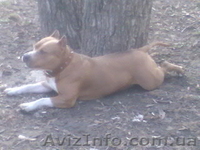 мальчик в активном поиске - <ro>Изображение</ro><ru>Изображение</ru> #2, <ru>Объявление</ru> #1108484