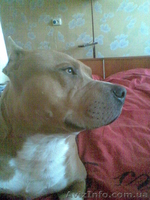 мальчик в активном поиске - <ro>Изображение</ro><ru>Изображение</ru> #1, <ru>Объявление</ru> #1108484