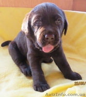 Очаровательный шоколадный лабромалыш - <ro>Изображение</ro><ru>Изображение</ru> #1, <ru>Объявление</ru> #1102581