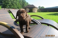 Очаровательный шоколадный лабромалыш - <ro>Изображение</ro><ru>Изображение</ru> #2, <ru>Объявление</ru> #1102581