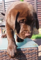 Очаровательный шоколадный лабромалыш - <ro>Изображение</ro><ru>Изображение</ru> #3, <ru>Объявление</ru> #1102581