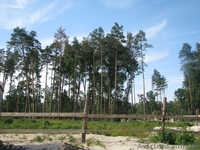 Земля Пуща Водица Оболонь - <ro>Изображение</ro><ru>Изображение</ru> #3, <ru>Объявление</ru> #1054014