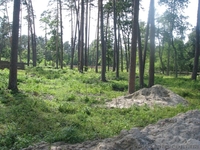 Земля Пуща Водица Оболонь - <ro>Изображение</ro><ru>Изображение</ru> #6, <ru>Объявление</ru> #1054014