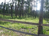 Земля Пуща Водица Оболонь - <ro>Изображение</ro><ru>Изображение</ru> #9, <ru>Объявление</ru> #1054014