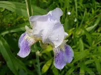 продам ирис на осень ирис сортовые - <ro>Изображение</ro><ru>Изображение</ru> #3, <ru>Объявление</ru> #1106182