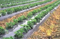 Пленка для мульчирования  - <ro>Изображение</ro><ru>Изображение</ru> #2, <ru>Объявление</ru> #1103223