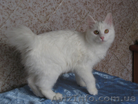 Курильский бобтейл - котята - <ro>Изображение</ro><ru>Изображение</ru> #1, <ru>Объявление</ru> #1106824