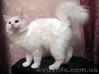 Курильский бобтейл - котята - <ro>Изображение</ro><ru>Изображение</ru> #2, <ru>Объявление</ru> #1106824