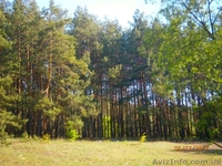 Продам 4 участка в сосновом лесу по 20 сот в с. Зозули, Васильковский район - <ro>Изображение</ro><ru>Изображение</ru> #1, <ru>Объявление</ru> #1118074