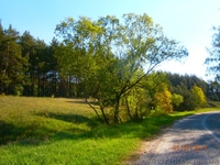 Продам 4 участка в сосновом лесу по 20 сот в с. Зозули, Васильковский район - <ro>Изображение</ro><ru>Изображение</ru> #2, <ru>Объявление</ru> #1118074