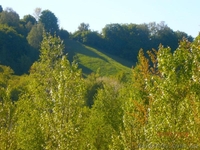 Продам 4 участка в сосновом лесу по 20 сот в с. Зозули, Васильковский район - <ro>Изображение</ro><ru>Изображение</ru> #4, <ru>Объявление</ru> #1118074