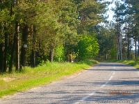 Продам 4 участка в сосновом лесу по 20 сот в с. Зозули, Васильковский район - <ro>Изображение</ro><ru>Изображение</ru> #5, <ru>Объявление</ru> #1118074