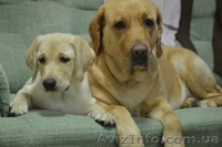 Породистые малыши лабродорчики ждут Вас - <ro>Изображение</ro><ru>Изображение</ru> #6, <ru>Объявление</ru> #1114945