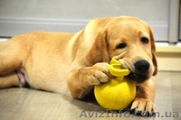 Замечательный малыш лабрадор-ретривер - <ro>Изображение</ro><ru>Изображение</ru> #4, <ru>Объявление</ru> #1115700