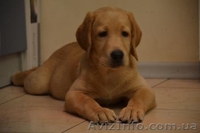 Породистые малыши лабродорчики ждут Вас - <ro>Изображение</ro><ru>Изображение</ru> #3, <ru>Объявление</ru> #1114945