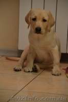 Породистые малыши лабродорчики ждут Вас - <ro>Изображение</ro><ru>Изображение</ru> #4, <ru>Объявление</ru> #1114945