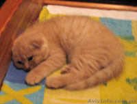 Самый лучший друг-это кот... - <ro>Изображение</ro><ru>Изображение</ru> #2, <ru>Объявление</ru> #1115995