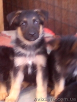 Продам щенков немецкой овчарки 3 месяца с документами КСУ - <ro>Изображение</ro><ru>Изображение</ru> #2, <ru>Объявление</ru> #1124148