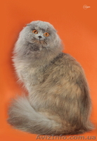 Самый лучший друг-это кот... - <ro>Изображение</ro><ru>Изображение</ru> #1, <ru>Объявление</ru> #1115995