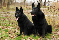 продаются щенки ЧЕРНАЯ немецкая овчарка - <ro>Изображение</ro><ru>Изображение</ru> #6, <ru>Объявление</ru> #1139300