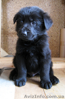 продаются щенки ЧЕРНАЯ немецкая овчарка - <ro>Изображение</ro><ru>Изображение</ru> #1, <ru>Объявление</ru> #1139300