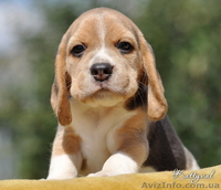 Элит щенки бигля от легендарного Жадора-Интерчемпиона на сайте.  - <ro>Изображение</ro><ru>Изображение</ru> #3, <ru>Объявление</ru> #1140198