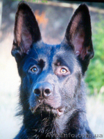 продаются щенки ЧЕРНАЯ немецкая овчарка - <ro>Изображение</ro><ru>Изображение</ru> #4, <ru>Объявление</ru> #1139300