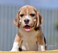 Элит щенки бигля от легендарного Жадора-Интерчемпиона на сайте.  - <ro>Изображение</ro><ru>Изображение</ru> #4, <ru>Объявление</ru> #1140198