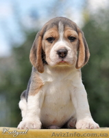 Элит щенки бигля от легендарного Жадора-Интерчемпиона на сайте.  - <ro>Изображение</ro><ru>Изображение</ru> #5, <ru>Объявление</ru> #1140198
