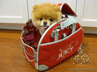 Щенки Карликового померанского шпица VIP-Mini-Mishki Toptishki!!! - <ro>Изображение</ro><ru>Изображение</ru> #7, <ru>Объявление</ru> #1131276