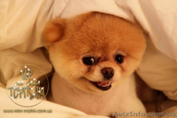 Щенки Карликового померанского шпица VIP-Mini-Mishki Toptishki!!! - <ro>Изображение</ro><ru>Изображение</ru> #8, <ru>Объявление</ru> #1131276