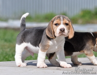 Элит щенки бигля от легендарного Жадора-Интерчемпиона на сайте.  - <ro>Изображение</ro><ru>Изображение</ru> #9, <ru>Объявление</ru> #1140198
