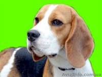 Элит щенки бигля от легендарного Жадора-Интерчемпиона на сайте.  - <ro>Изображение</ro><ru>Изображение</ru> #1, <ru>Объявление</ru> #1140198
