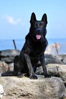 продаются щенки ЧЕРНАЯ немецкая овчарка - <ro>Изображение</ro><ru>Изображение</ru> #5, <ru>Объявление</ru> #1139300