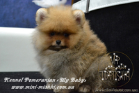 Щенки Карликового померанского шпица VIP-Mini-Mishki Toptishki!!! - <ro>Изображение</ro><ru>Изображение</ru> #3, <ru>Объявление</ru> #1131276
