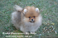 Элитные щенки карликового померанского шпица SHOW-Classa! мишки BOO!!! - <ro>Изображение</ro><ru>Изображение</ru> #1, <ru>Объявление</ru> #1130570