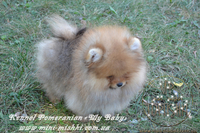 Щенки Карликового померанского шпица VIP-Mini-Mishki Toptishki!!! - <ro>Изображение</ro><ru>Изображение</ru> #6, <ru>Объявление</ru> #1131276