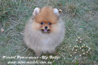 Элитные щенки карликового померанского шпица SHOW-Classa! мишки BOO!!! - <ro>Изображение</ro><ru>Изображение</ru> #5, <ru>Объявление</ru> #1130570