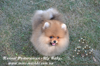 Щенки Карликового померанского шпица VIP-Mini-Mishki Toptishki!!! - <ro>Изображение</ro><ru>Изображение</ru> #4, <ru>Объявление</ru> #1131276