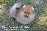 Элитные щенки карликового померанского шпица SHOW-Classa! мишки BOO!!! - <ro>Изображение</ro><ru>Изображение</ru> #3, <ru>Объявление</ru> #1130570