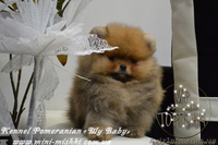 Элитные щенки карликового померанского шпица SHOW-Classa! мишки BOO!!! - <ro>Изображение</ro><ru>Изображение</ru> #7, <ru>Объявление</ru> #1130570