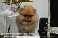 Элитные щенки карликового померанского шпица SHOW-Classa! мишки BOO!!! - <ro>Изображение</ro><ru>Изображение</ru> #8, <ru>Объявление</ru> #1130570