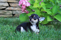 чихуахуа щенки ищут любящих и заботливых хозяев! - <ro>Изображение</ro><ru>Изображение</ru> #5, <ru>Объявление</ru> #1126997