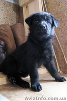 продаются щенки ЧЕРНАЯ немецкая овчарка - <ro>Изображение</ro><ru>Изображение</ru> #2, <ru>Объявление</ru> #1139300